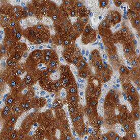 GFER/ALR antibody in Human Liver by Immunohistochemistry (IHC-P).