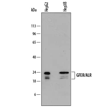 Detection of Human GFER/ALR antibody by Western Blot.