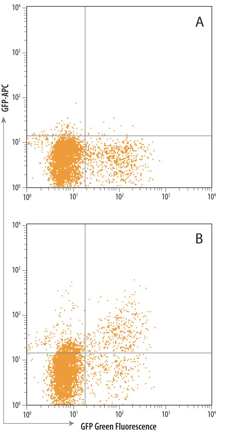 Detection of GFP antibody in HEK293 human embryonic kidney cells transfected with GFP.