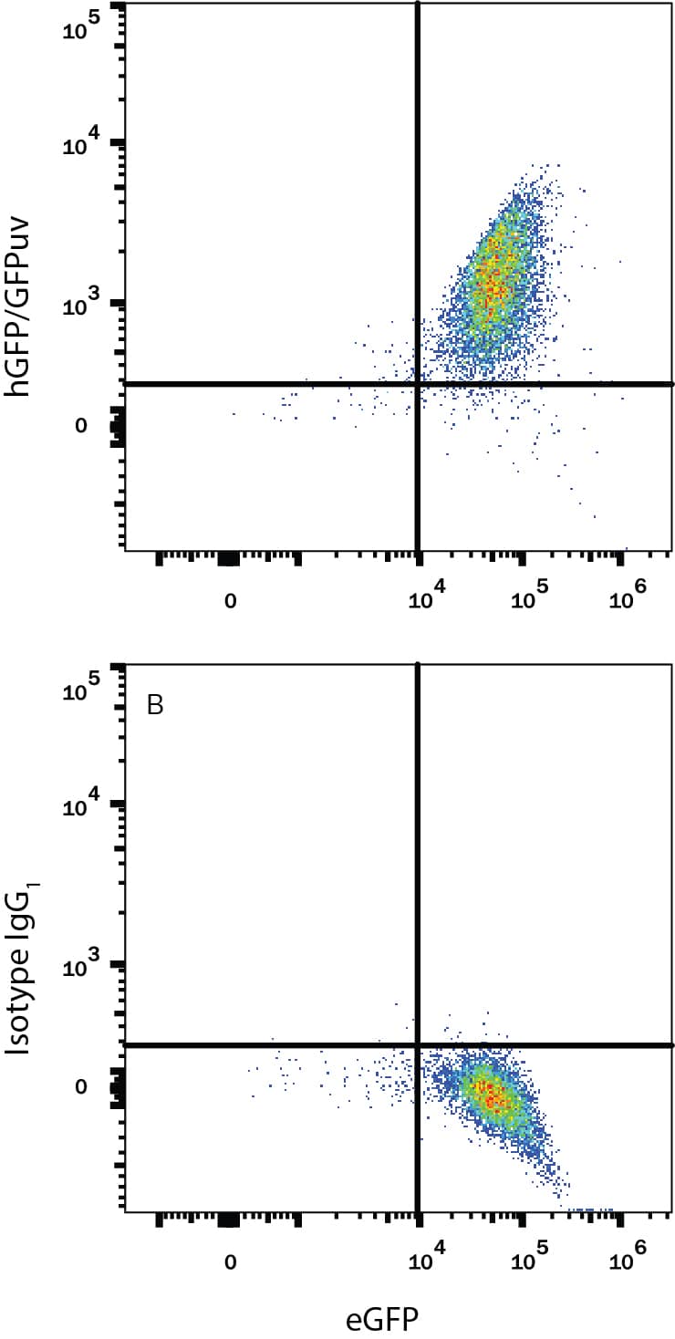 Detection of eGFP antibody in HEK293 Human Cell Line Transfected with eGFP antibody by Flow Cytometry.