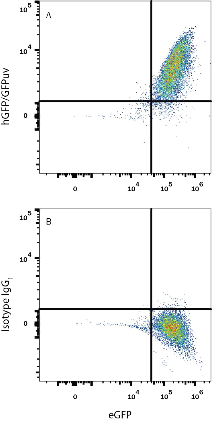 Detection of eGFP antibody in HEK293 Human Cell Line Transfected with eGFP antibody by Flow Cytometry.