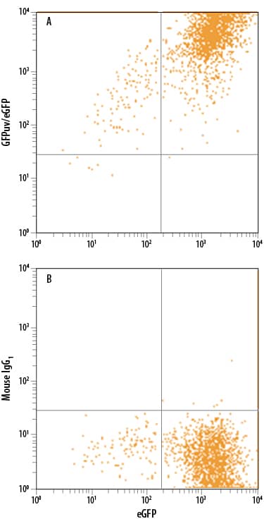 Detection of GFP antibody in HEK293 Human Cell Line Transfected with eGFP antibody by Flow Cytometry.