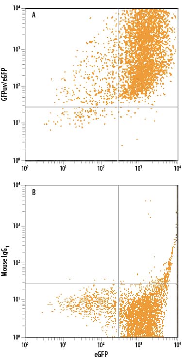 Detection of GFP antibody in HEK293 Human Cell Line Transfected with eGFP antibody by Flow Cytometry.