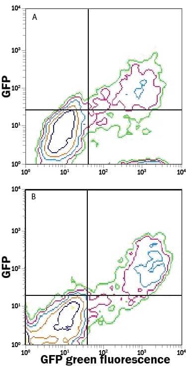 Detection of GFP antibody in HEK293 Human Cell Line Transfected with GFP antibody by Flow Cytometry.