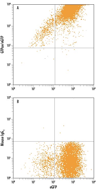 Detection of eGFP antibody in HEK293 Human Cell Line Transfected with eGFP antibody by Flow Cytometry.