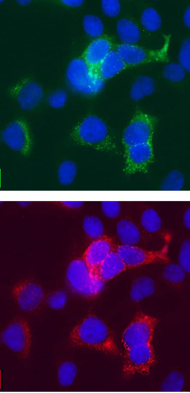 GFP antibody in HEK293 Human Cell Line by Immunocytochemistry (ICC).