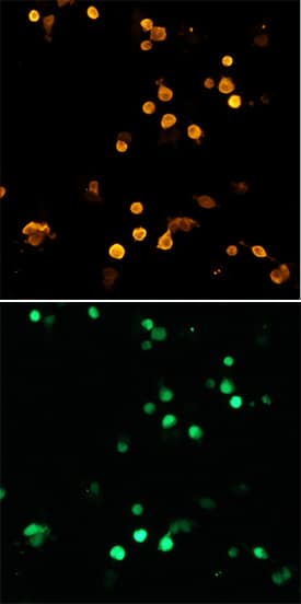 GFP antibody in HEK293 Human Cell Line by Immunocytochemistry (ICC).