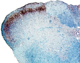 GFRa-1/GDNF Ra-1 antibody in Rat Spinal Cord by Immunohistochemistry (IHC-Fr).