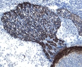 GFRa-3/GDNF Ra-3 antibody in Mouse Embryo by Immunohistochemistry (IHC-Fr).