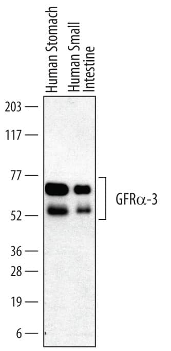 Detection of Human GFRa-3/GDNF Ra-3 antibody by Western Blot.