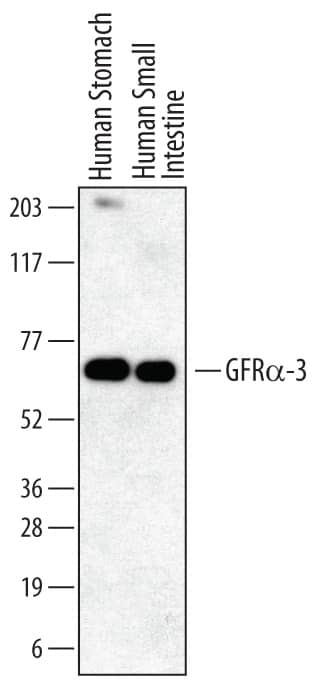 Detection of Human GFRa-3/GDNF Ra-3 antibody by Western Blot.