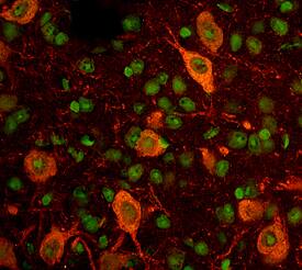 GFRa-like antibody in Mouse Brain by Immunohistochemistry (IHC-Fr).