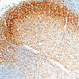 GFRa-1/GDNF Ra-1 antibody in Rat Spinal Cord by Immunohistochemistry (IHC-Fr).