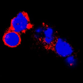 GFRa-2/GDNF Ra-2 antibody in Mouse Splenocytes by Immunocytochemistry (ICC).