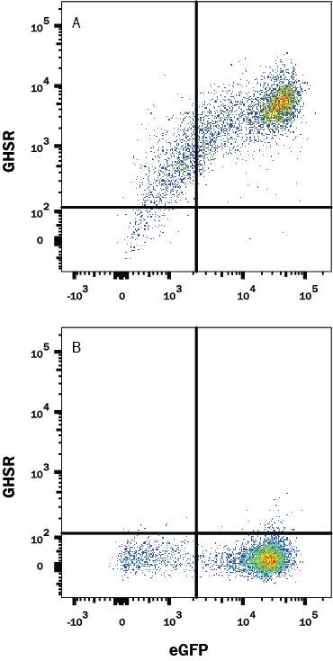 Detection of GHSR antibody in HEK293 Human Cell Line Transfected with Human GHSR and eGFP antibody by Flow Cytometry.