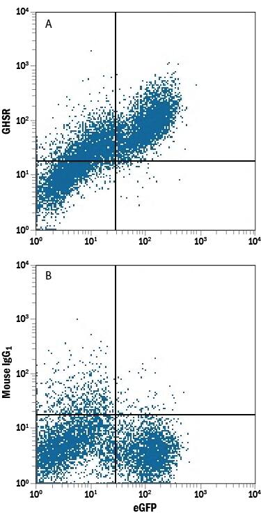 Detection of GHSR antibody in HEK293 Human Cell Line Transfected with Human GHSR and eGFP antibody by Flow Cytometry.