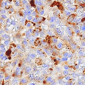 GILT/IFI30 antibody in Human Spleen by Immunohistochemistry (IHC-P).