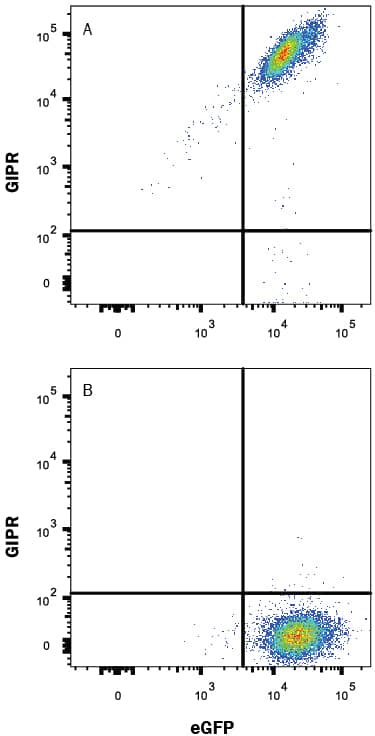 Detection of GIPR antibody in HEK293 Human Cell Line Transfected with Human GIPR and eGFP antibody by Flow Cytometry.