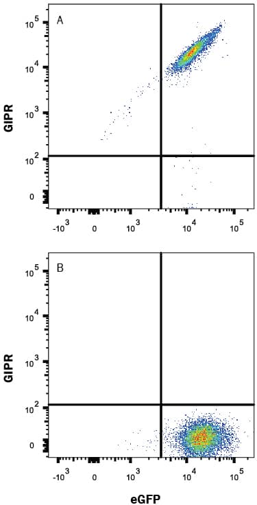 Detection of GIPR antibody in HEK293 Human Cell Line Transfected with Human GIPR and eGFP antibody by Flow Cytometry.