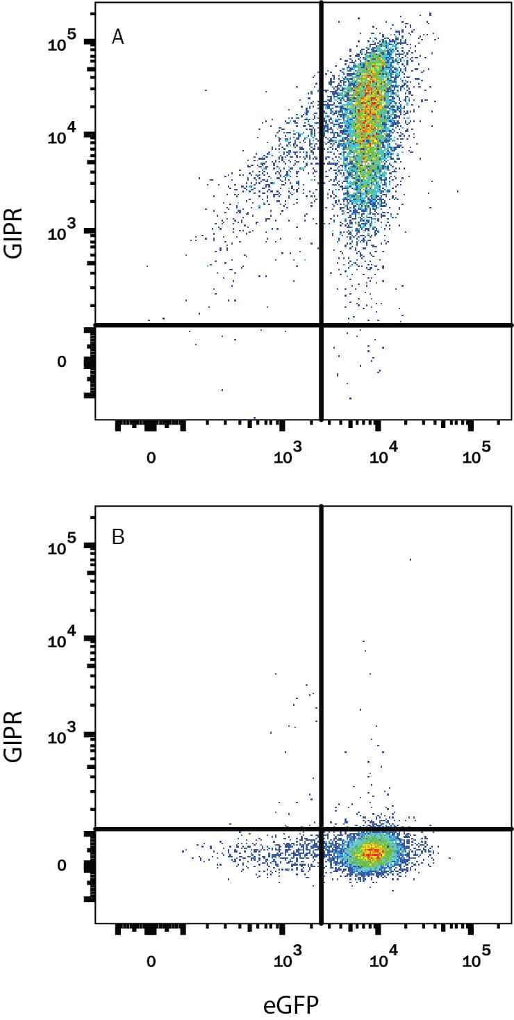 Detection of GIPR antibody in HEK293 Human Cell Line Transfected with Human GIPR and eGFP antibody by Flow Cytometry.