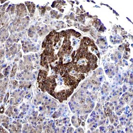 GIPR antibody in Human Pancreas by Immunohistochemistry (IHC-P).