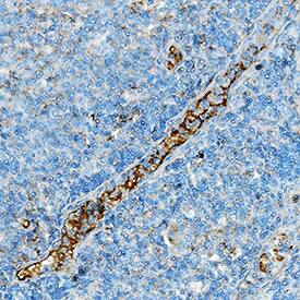 GITR/TNFRSF18 antibody in Human Tonsil by Immunohistochemistry (IHC-P).