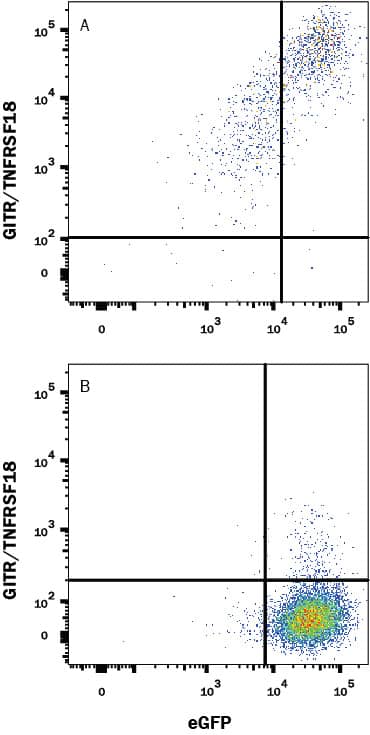 Detection of GITR/TNFRSF18 antibody in HEK293 Human Cell Line Transfected with Mouse GITR/TNFRSF18 and eGFP antibody by Flow Cytometry.