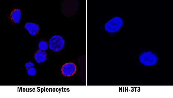 GITR/TNFRSF18 antibody in Mouse Splenocytes and NIH-3T3 Cell Line by Immunocytochemistry (ICC).