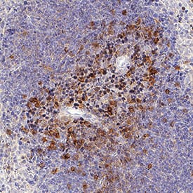 GITR/TNFRSF18 antibody in Mouse Spleen by Immunohistochemistry (IHC-Fr).