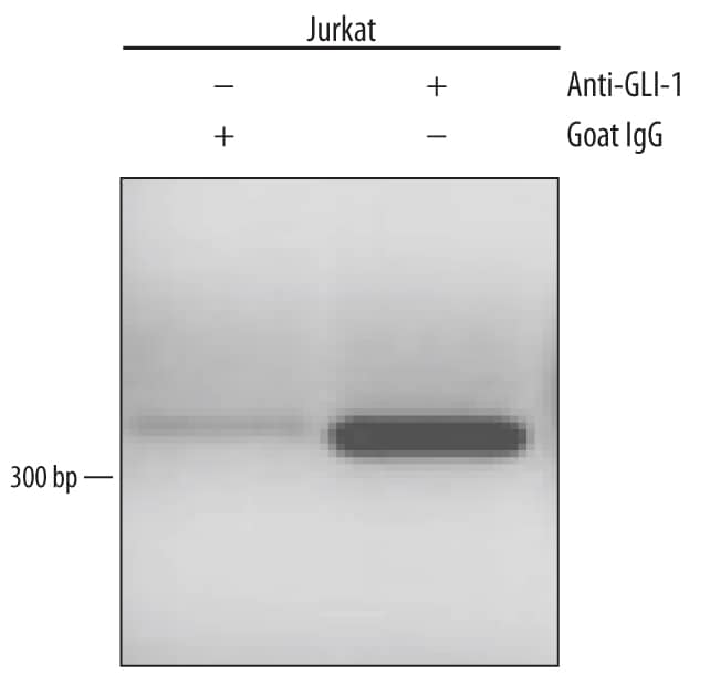 Detection of GLI-1-regulated Genes antibody by Chromatin Immunoprecipitation.