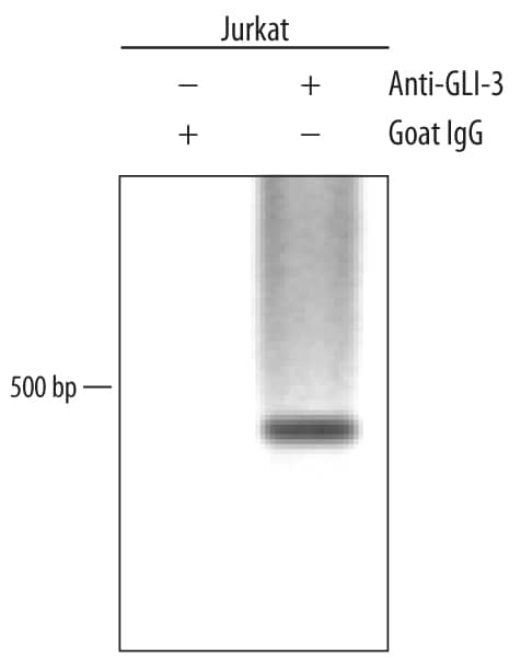 Detection of GLI-3-regulated Genes antibody by Chromatin Immunoprecipitation.