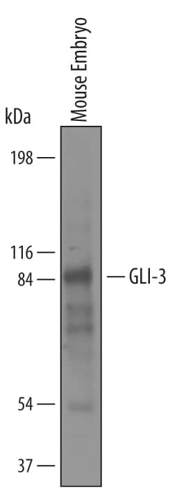 Detection of Mouse GLI-3 antibody by Western Blot.