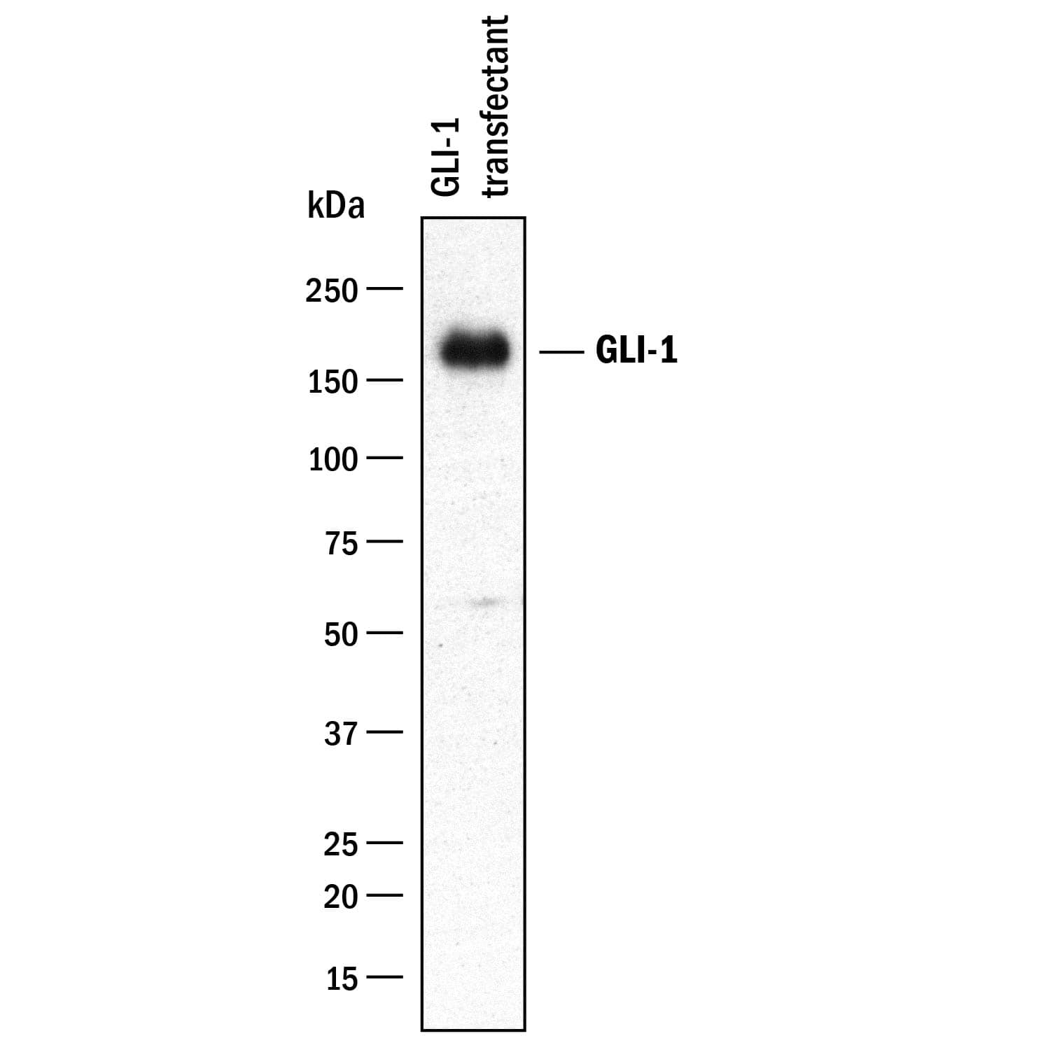 Detection of Human GLI-1 antibody by Western Blot.