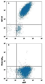 Detection of GLP-1R antibody in HEK293 Human Cell Line Transfected with Human GLP-1R and eGFP antibody by Flow Cytometry.