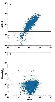 Detection of GLP-1R antibody in HEK293 Human Cell Line Transfected with Human GLP-1R and eGFP antibody by Flow Cytometry.