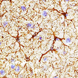 GLUD1/GLUD2 antibody in Rat Brain by Immunohistochemistry (IHC-Fr).