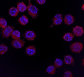 GM-CSF Ra antibody in J774A by Immunocytochemistry (ICC).1 Mouse Cell Line by Immunocytochemistry (ICC).