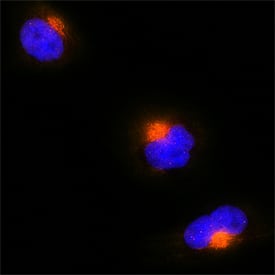 GM130/GOLGA2 antibody in HeLa Human Cell Line by Immunocytochemistry (ICC).