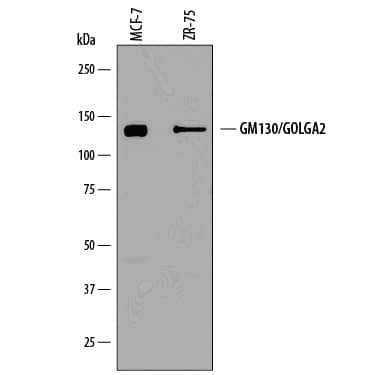 Detection of Human GM130/GOLGA2 antibody by Western Blot.