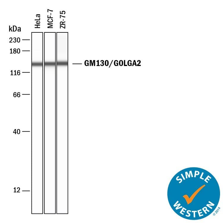Detection of Human GM130/GOLGA2 antibody by Simple WesternTM.