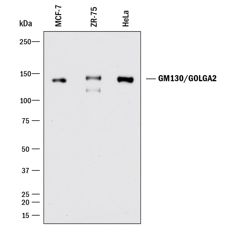 Detection of Human GM130/GOLGA2 antibody by Western Blot.