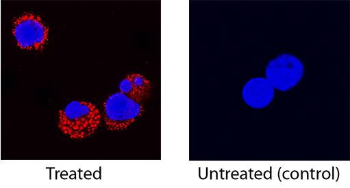 GM-CSF antibody in Canine PBMCs by Immunocytochemistry (ICC).