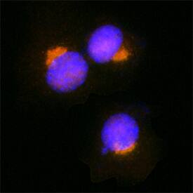GOLGB1/Giantin antibody in HeLa Human Cell Line by Immunocytochemistry (ICC).