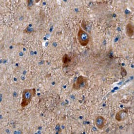 GPER antibody in Human Brain by Immunohistochemistry (IHC-P).