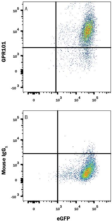 Detection of GPR101 antibody in HEK293 Human Cell Line Transfected with Human GPR101 and eGFP antibody by Flow Cytometry.