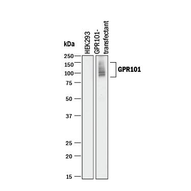 Detection of Human GPR101 antibody by Western Blot.