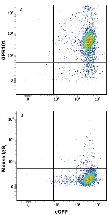 Detection of GPR101 antibody in HEK293 Human Cell Line Transfected with Human GPR101 and eGFP antibody by Flow Cytometry.