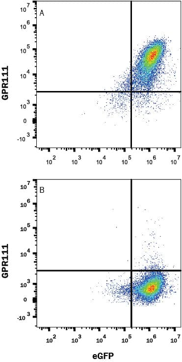 Detection of GPR111 antibody in HEK293 Human Cell Line Transfected with Human GPR111 and eGFP antibody by Flow Cytometry.