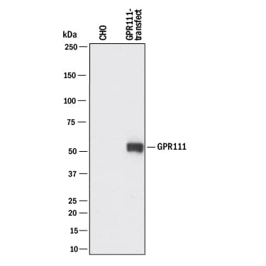 Detection of Human GPR111 antibody by Western Blot.