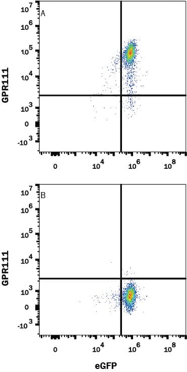 Detection of GPR111 antibody in HEK293 Human Cell Line Transfected with Human GPR111 and eGFP antibody by Flow Cytometry.